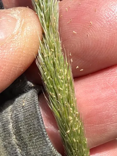 Nit Grass — photo by Anna Arft