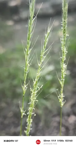 Fragile Oat — photo by Lucie Pascarel