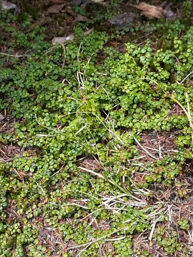 Creeping Snowberry — photo by larryrush