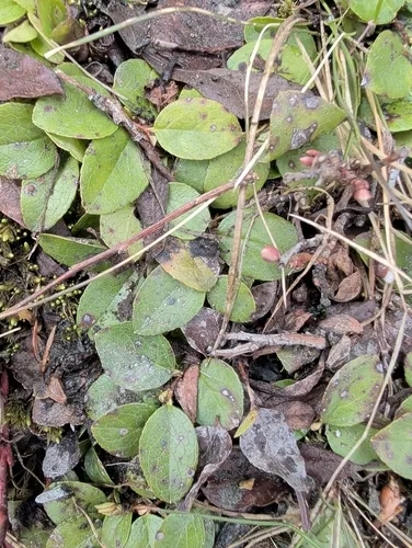 Alpine Spicywintergreen