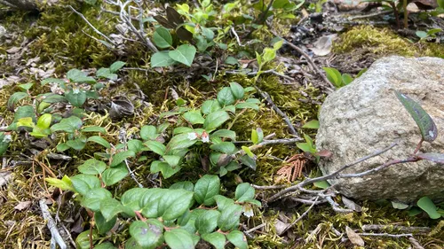 Western Teaberry