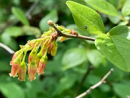 Black Huckleberry