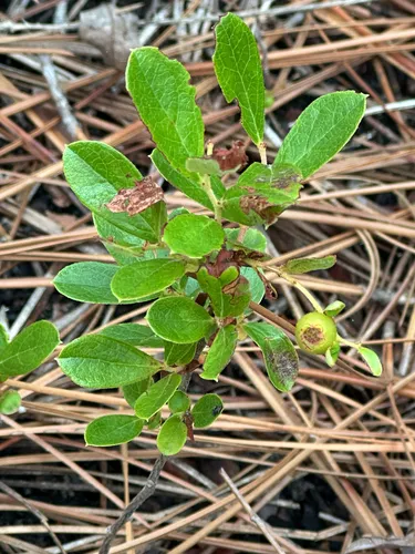 Dwarf Huckleberry — photo by whitenuthatch