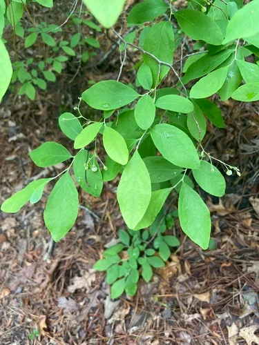 Blue Huckleberry