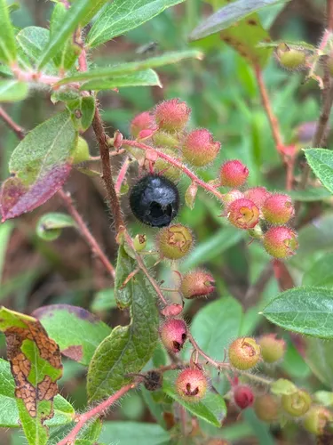 Woolly Huckleberry — photo by vicgermany