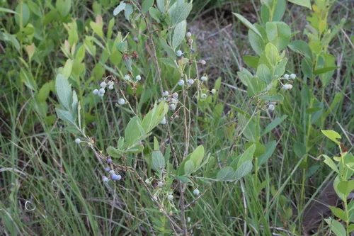 Confederate Huckleberry