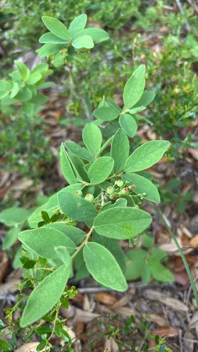 Hairytwig Huckleberry