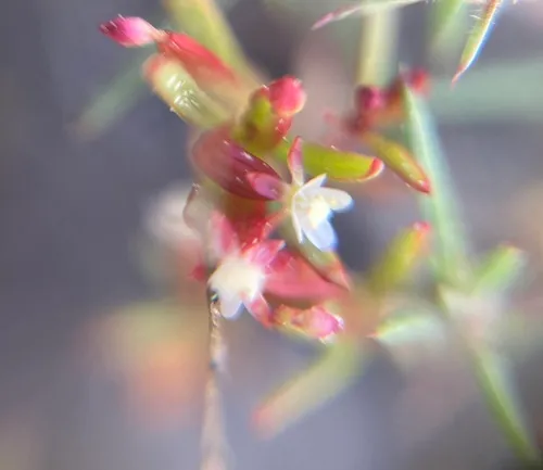 Spreading Groundsmoke (subsp. diffusum) — photo by Adam J. Searcy