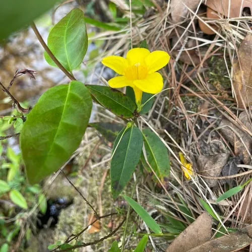 Rankin's Trumpetflower