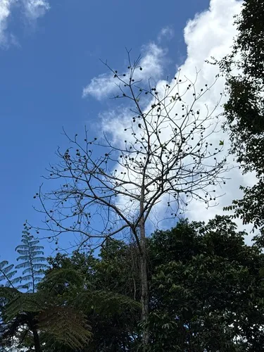 Jagua — photo by Finca Gaia