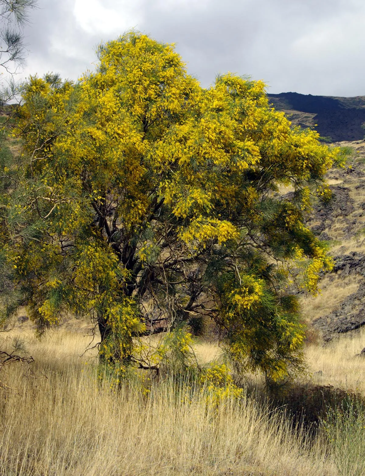 Mt. Etna Broom