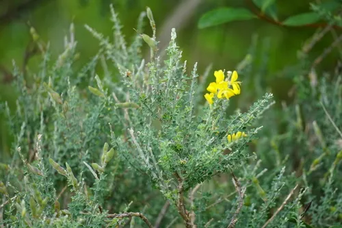 Canary Broom