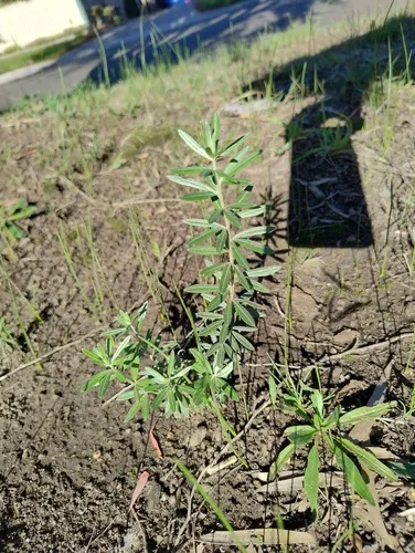 Mediterranean Broom