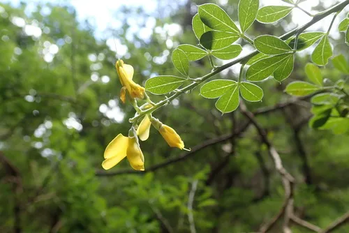 Madeira Dyer's Greenweed