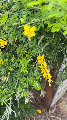 Leafy Broom — photo by Alvin Liu