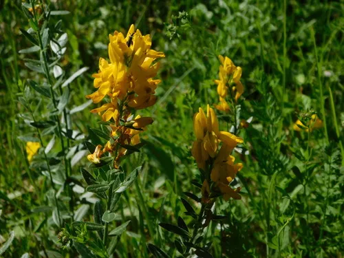 Dyer's Greenweed