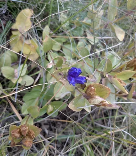 Pleated Gentian — photo by Finn Padron