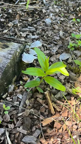 Closed Bottle Gentian