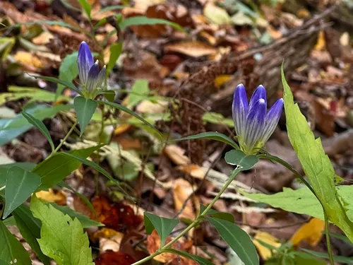 Appalachian Gentian