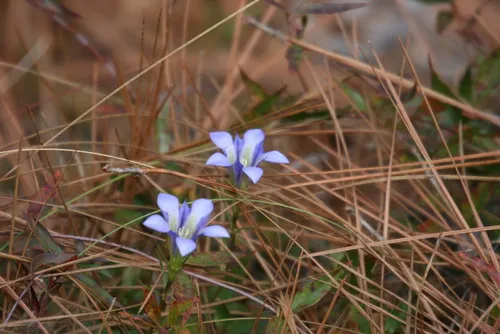 Pine Barren Gentian — photo by Kathryn Curtis
