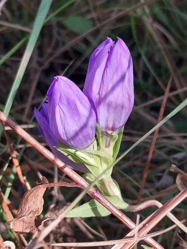 Elliott's Gentian — photo by Pierson Hill