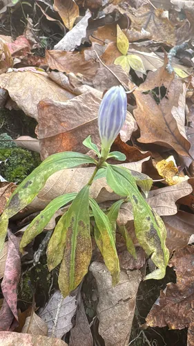 Showy Gentian — photo by Anne Elliott