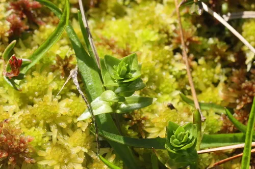 Swamp Gentian — photo by Roanan DeMeyer