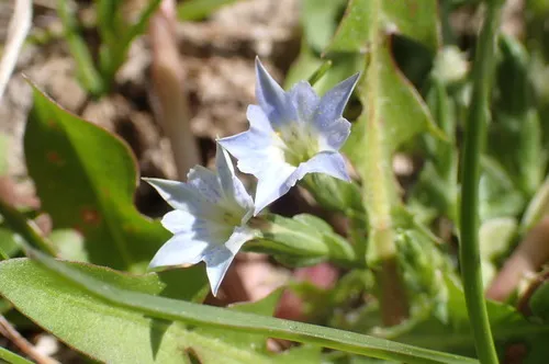 Moss Gentian — photo by Harpo Faust
