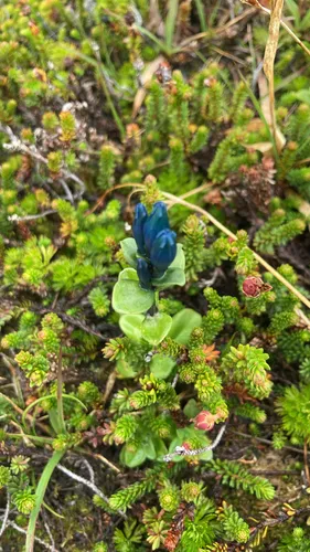 Pale Gentian — photo by araymond828