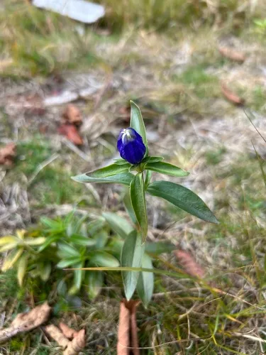 Narrowleaf Gentian — photo by gualdim_cuny