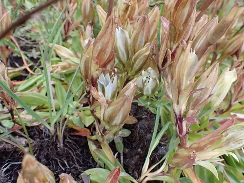 Alpine Gentian