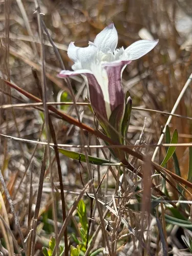 Wiregrass Gentian — photo by Tom Groves