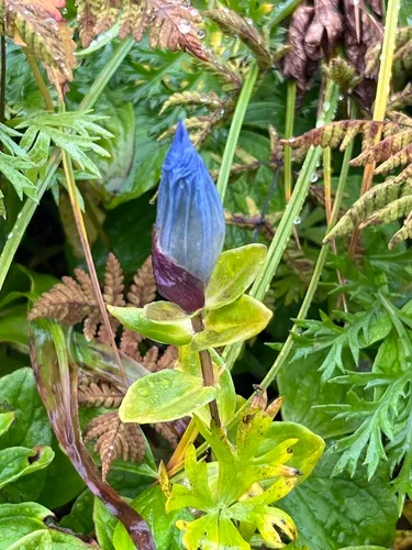 Broadpetal Gentian