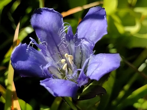 Bristly Gentian