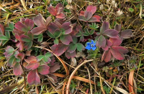 Pygmy Gentian — photo by Deepa Mohan