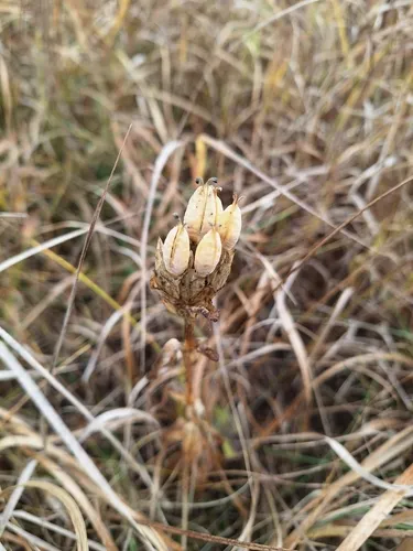 Closed Gentian