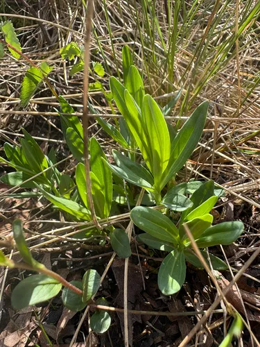 King's Scepter Gentian — photo by Meredith White