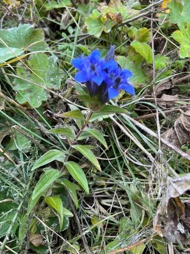 Crested Gentian — photo by Наталья Пикалова