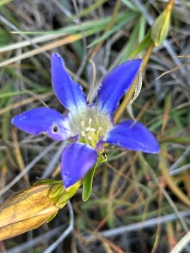Mendocino Gentian — photo by Howard Erbe