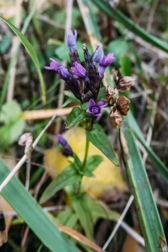 Eared Dwarf Gentian