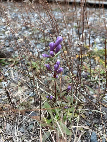 Fourpart Dwarf Gentian — photo by lexijoyce