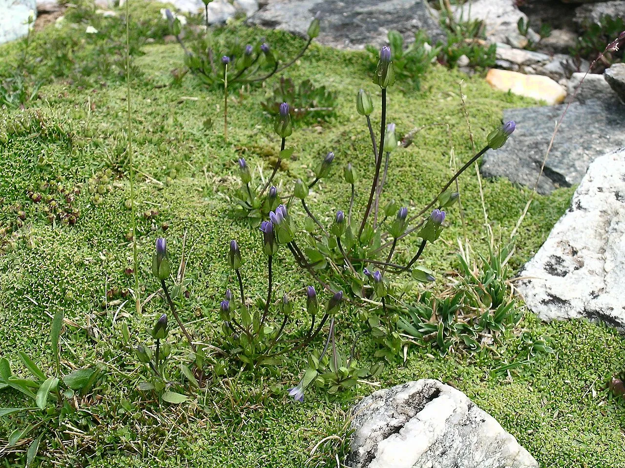 Dane's Dwarf Gentian