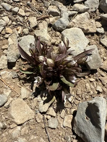 Cathedral Bluff Dwarf Gentian