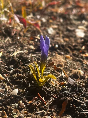 Perennial Fringed Gentian