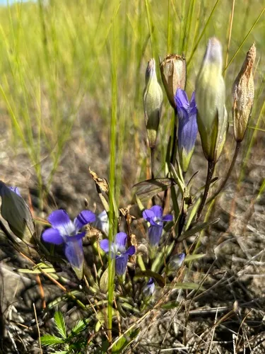 Windmill Fringed Gentian — photo by ryanmorin