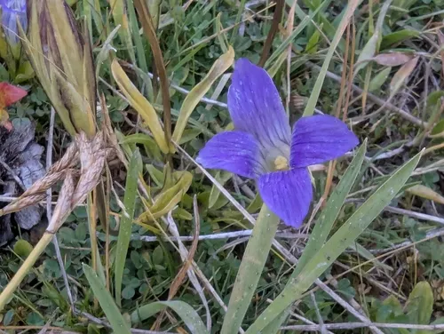 Sierra Fringed Gentian — photo by stishovite