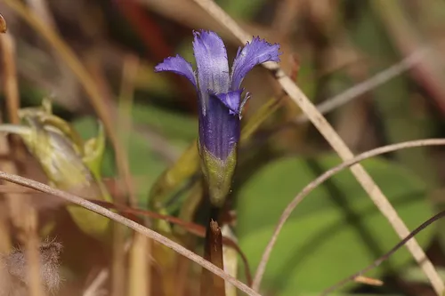 Macoun's Fringed Gentian