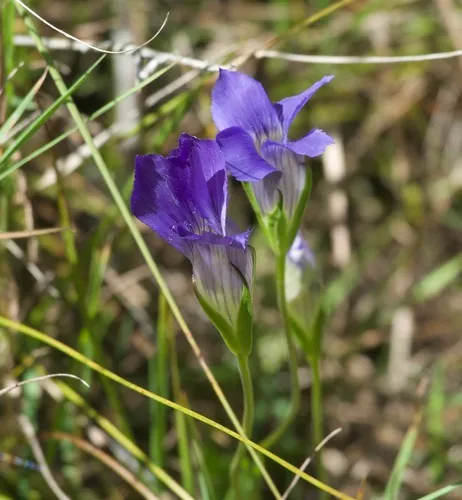 Grand Fringed Gentian