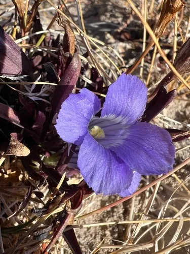 Rocky Mountain Fringed Gentian