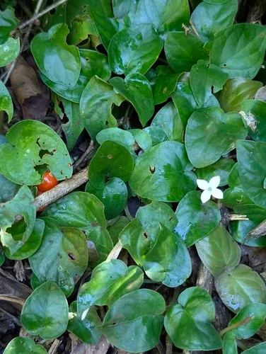 Corrida Yerba De Guava — photo by luzluz